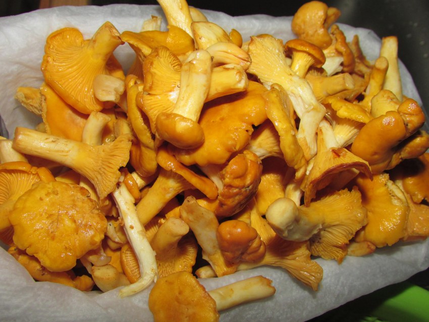 Картошка с лисичками