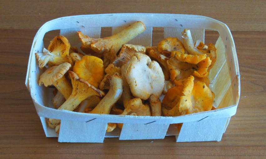 Жареные лисички с луком