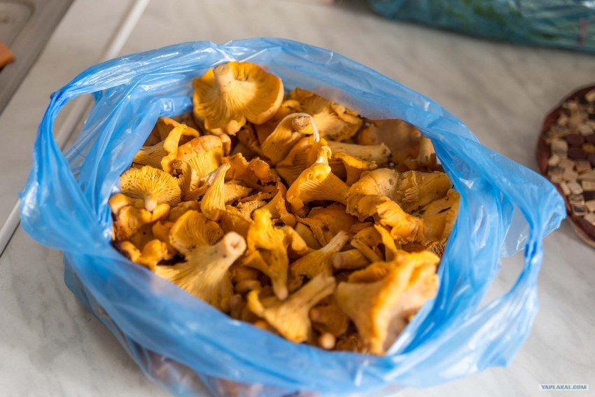 Картошка с лисичками в духовке