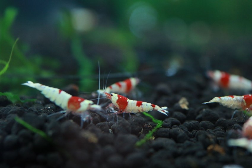 Креветки белоногие Королевские