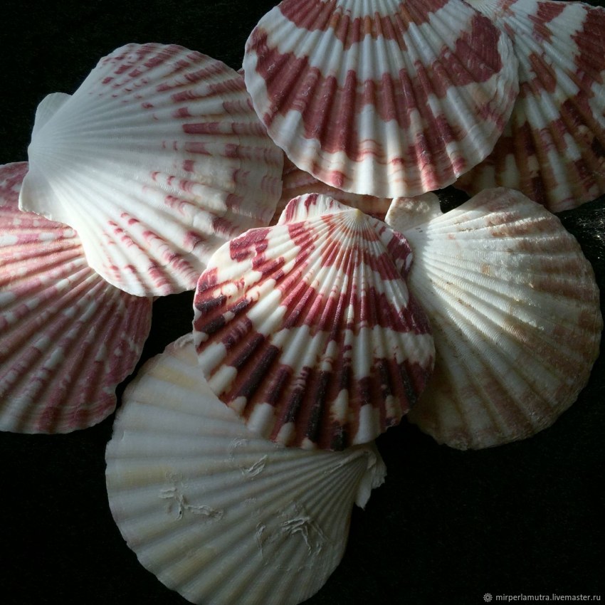 Раковина морского гребешка