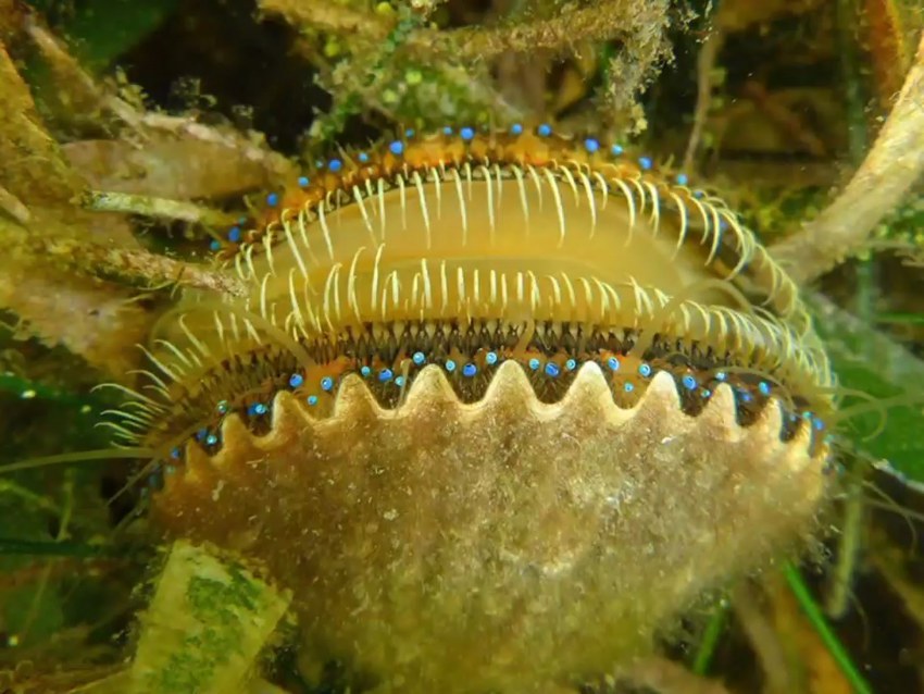 Морские гребешки морепродукты