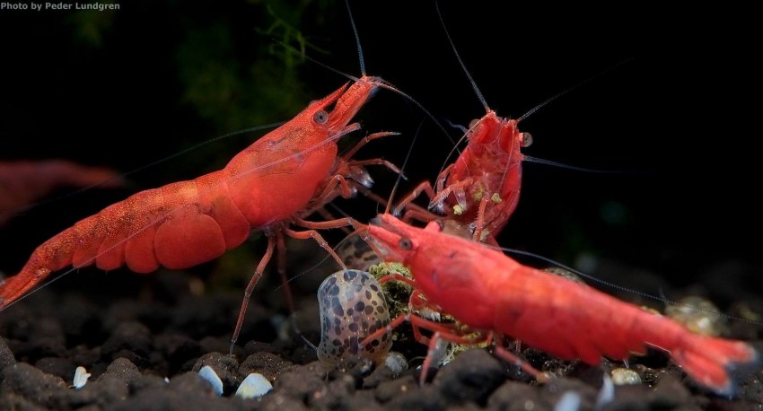 Креветка " Кровавая Мэри " Neocaridina heteropoda Bloody Mary