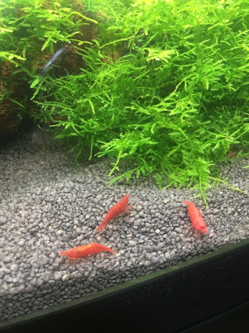 Креветка вишня (Caridina SP)