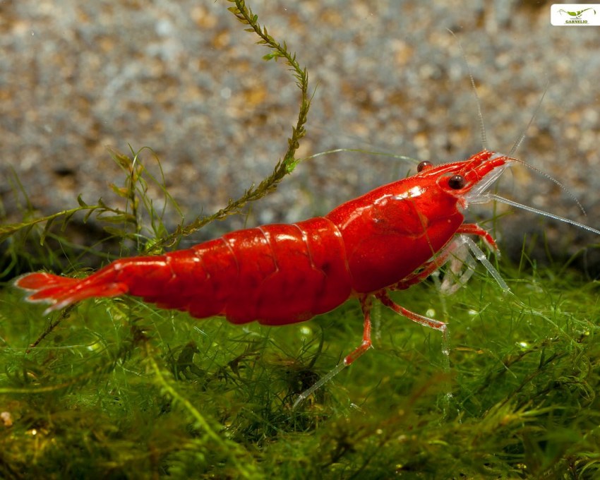 Креветки Neocaridina heteropoda