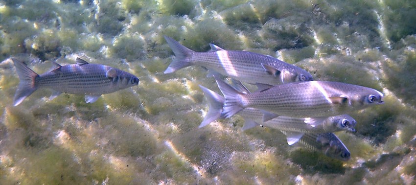 Рыба Азовского моря пеленгас