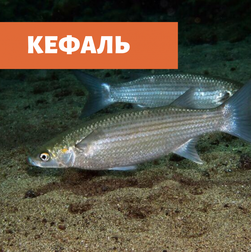 Лобань Черноморская рыба