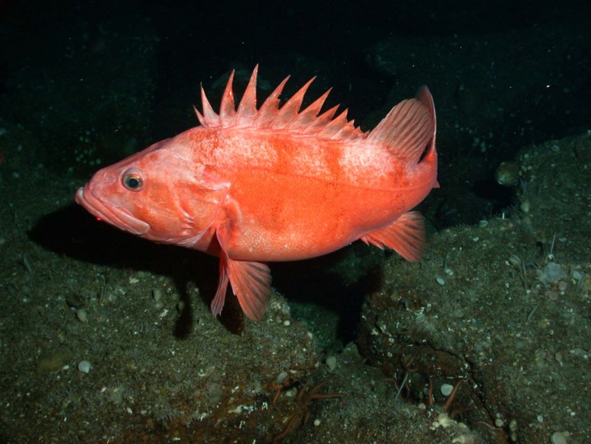Алеутский морской окунь Sebastes aleutianus