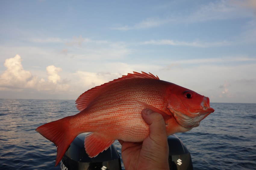 Окунь морской красный