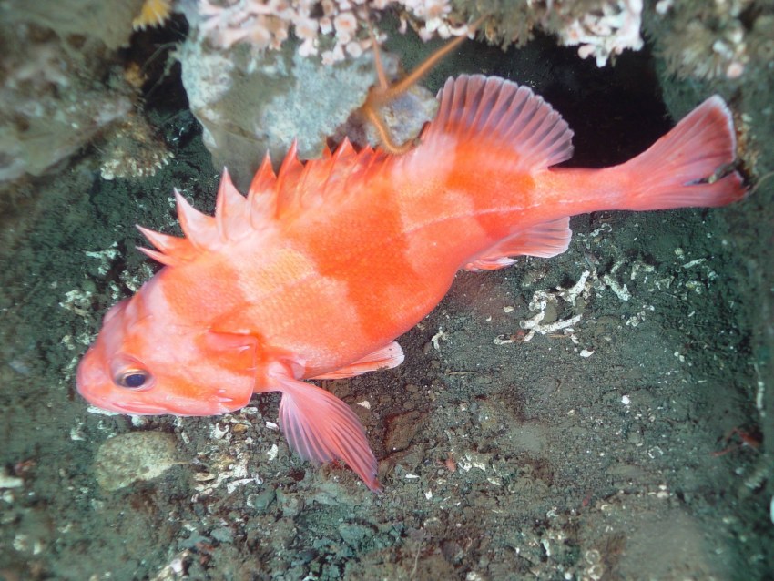 Алеутский морской окунь Sebastes aleutianus
