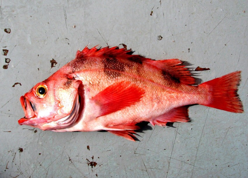 Окунь морской клювач