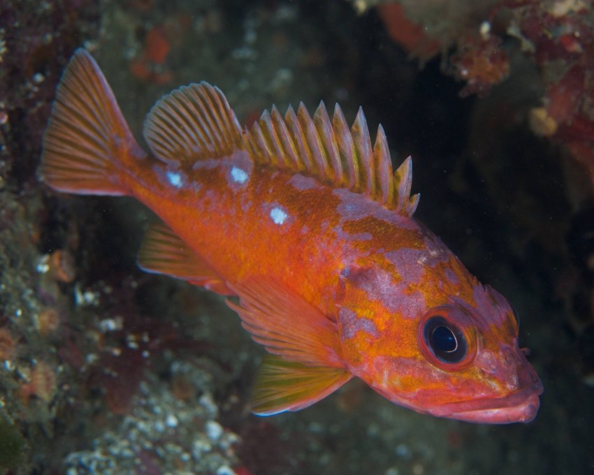 Морской окунь Sebastes Marinus