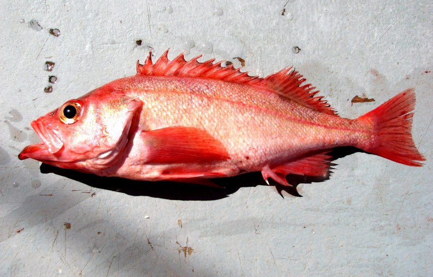 Окунь морской клювач