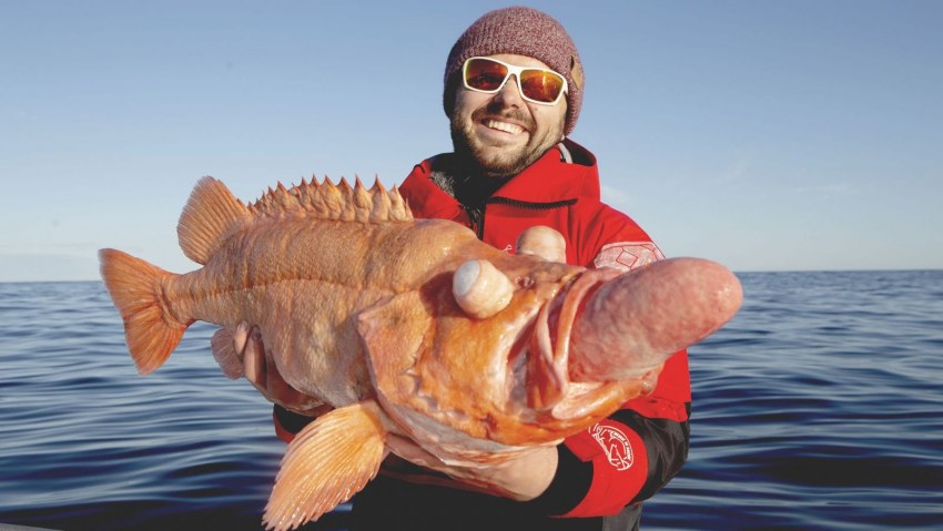 Морской окунь Sebastes Marinus