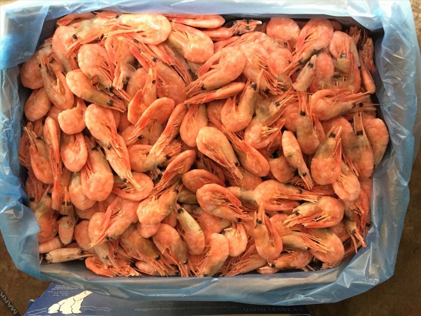 Креветка морской дракон