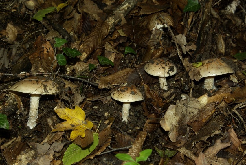 Mycena колпаковидная