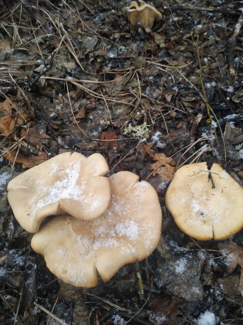 Tricholoma fracticum