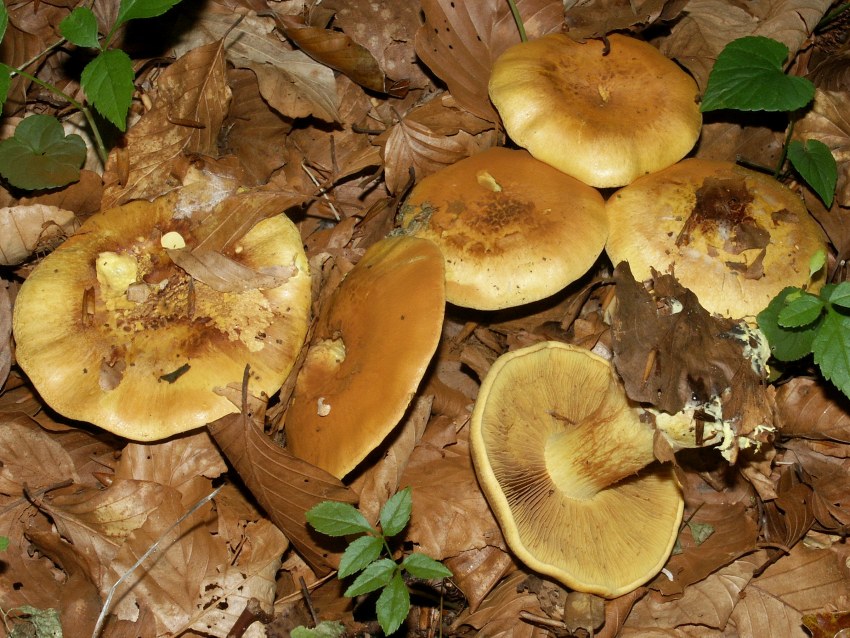 Tricholoma albobrunneum