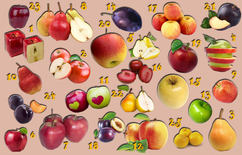 У маши есть 40 яблок разного. Яблоко груша слива. Яблоко груша слива персик. Фрукты яблоки груши слива персики. Яблони груши и сливы.
