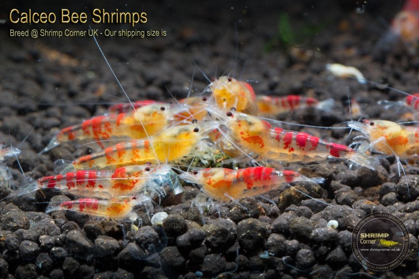 Креветка Calceo Bee Golden Dragon