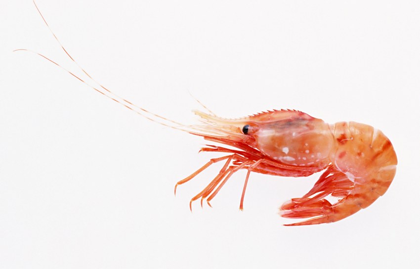Euryhynchus amazoiensis креветка