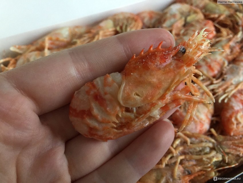 Креветка гренландская морской дракон