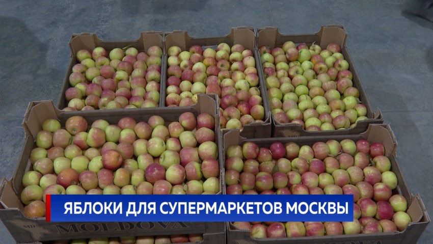 Сорт яблок Рихард фото