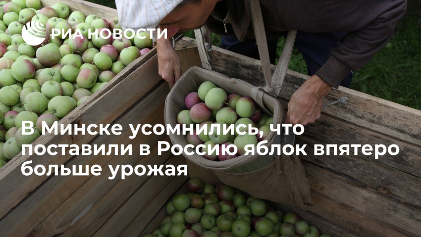Яблоня сорт поспех