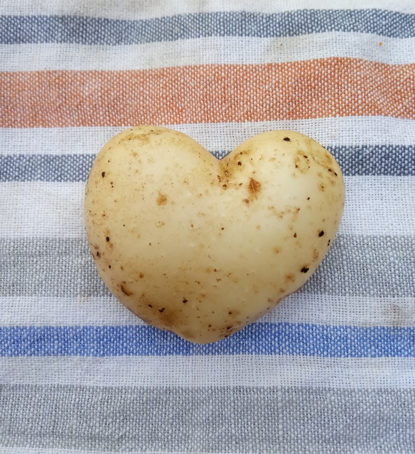 Куриные сердечки с пюре