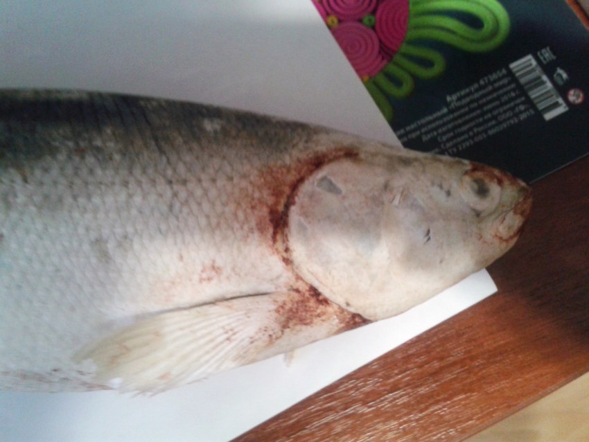 Щёкур рыба приготовление