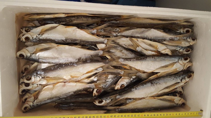 Судак и чехонь вяленые