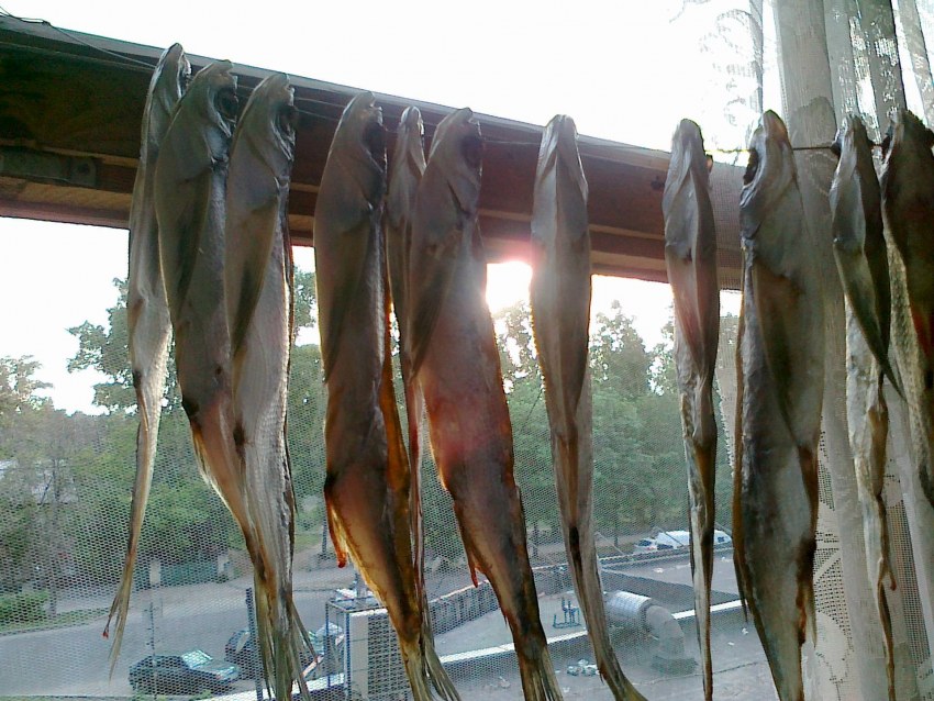 Растопка печей рыбой