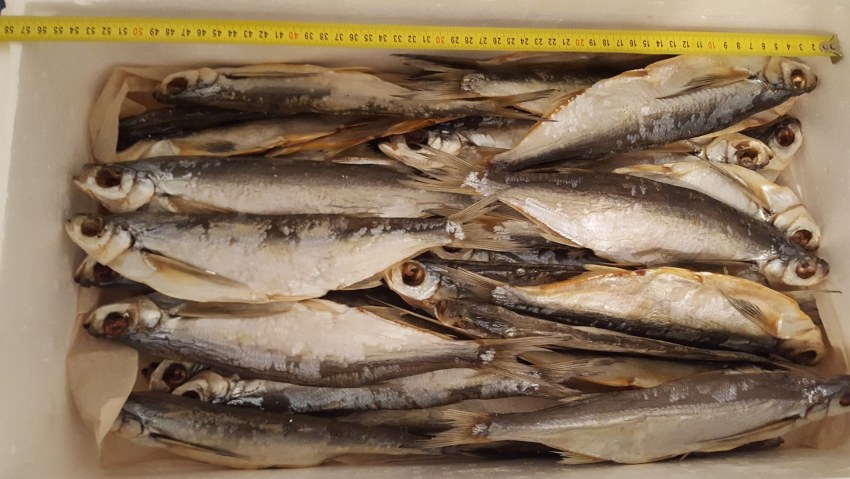 Голец вяленый