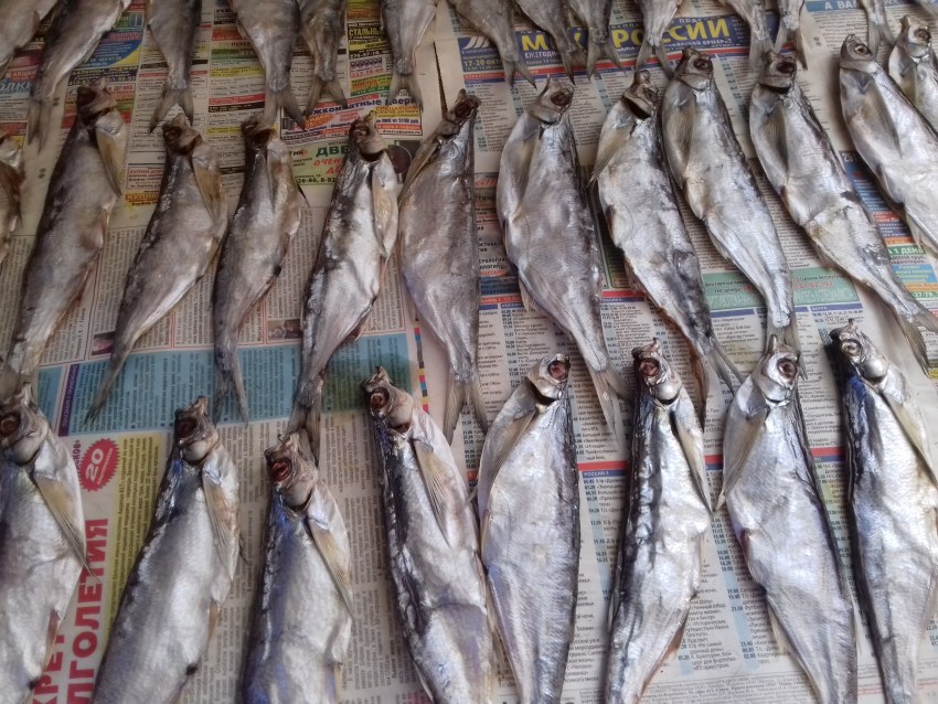 Щука травянка вяленая