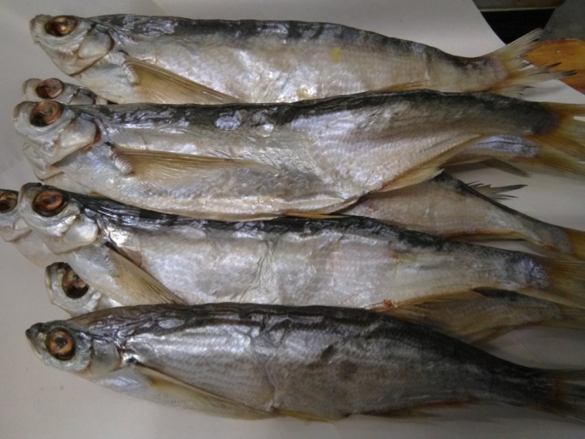 Вобла рыба Живая