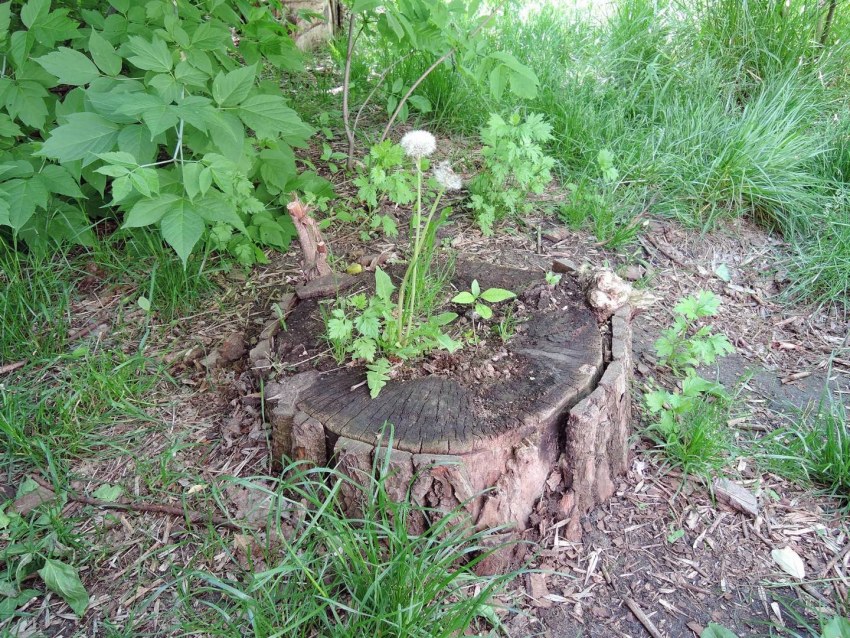 Картошка в духовке с хрустящей корочкой