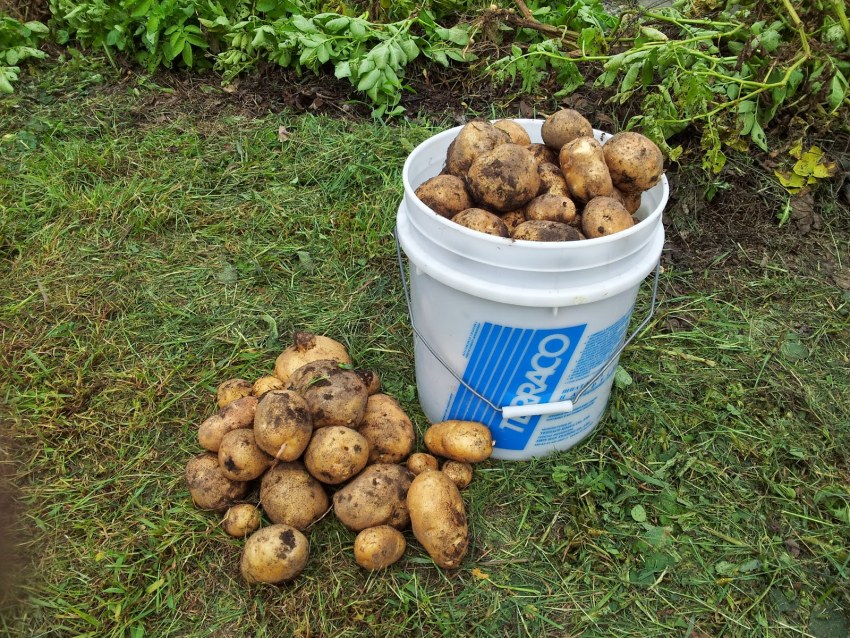 Potatoes on the Table