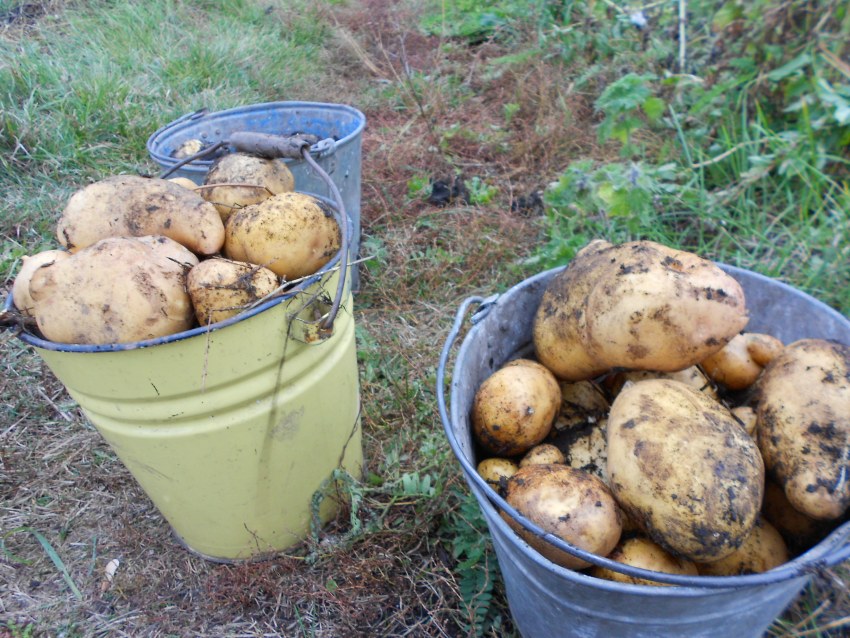 Картофель старый урожай