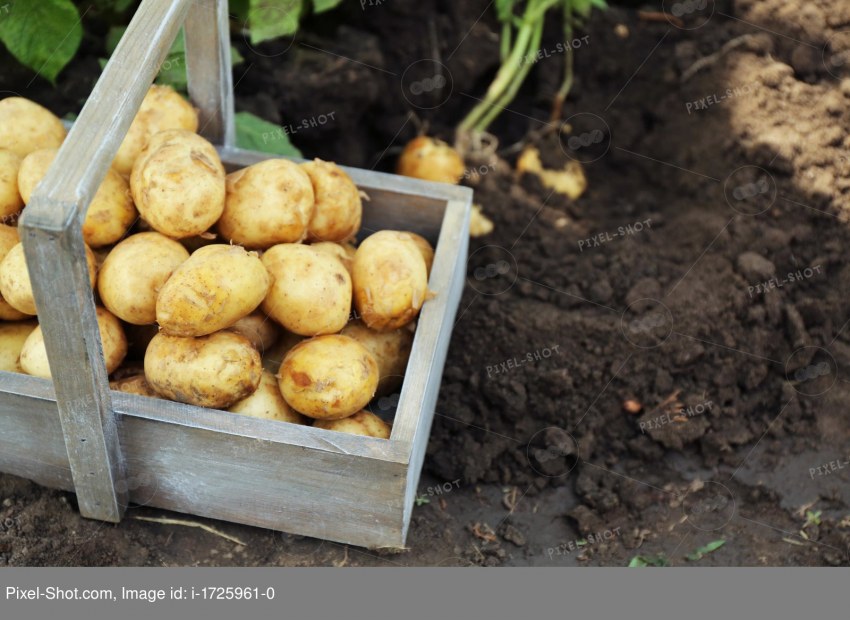 Картофель в колесах