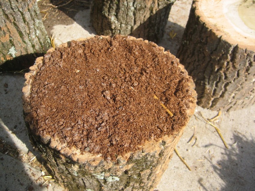 Заслушался старый пень