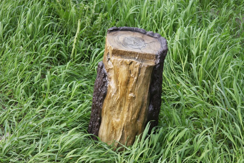 Грибы растущие на пеньках