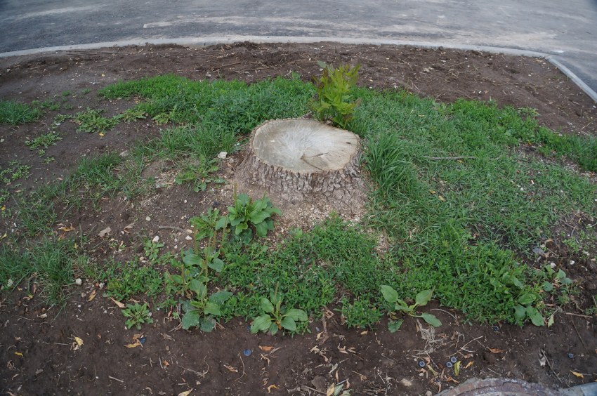 Грибные яйца на пне