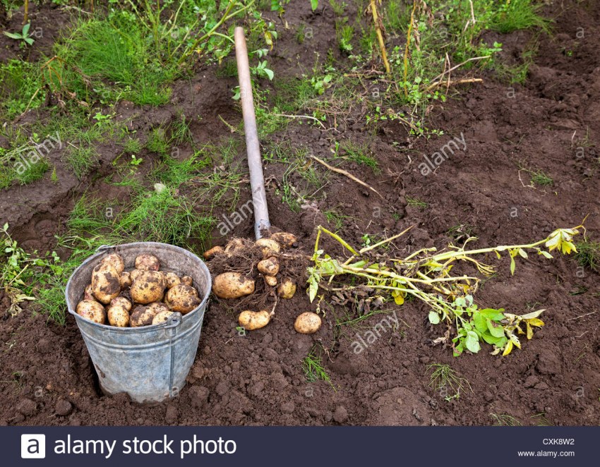 Картофель взошел