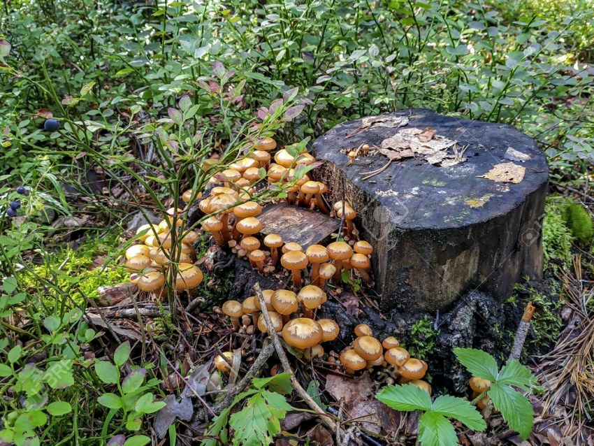 Сорт картофеля Тулеевский