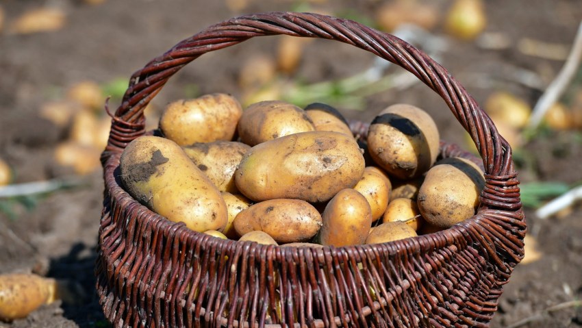 Картофель Миррес