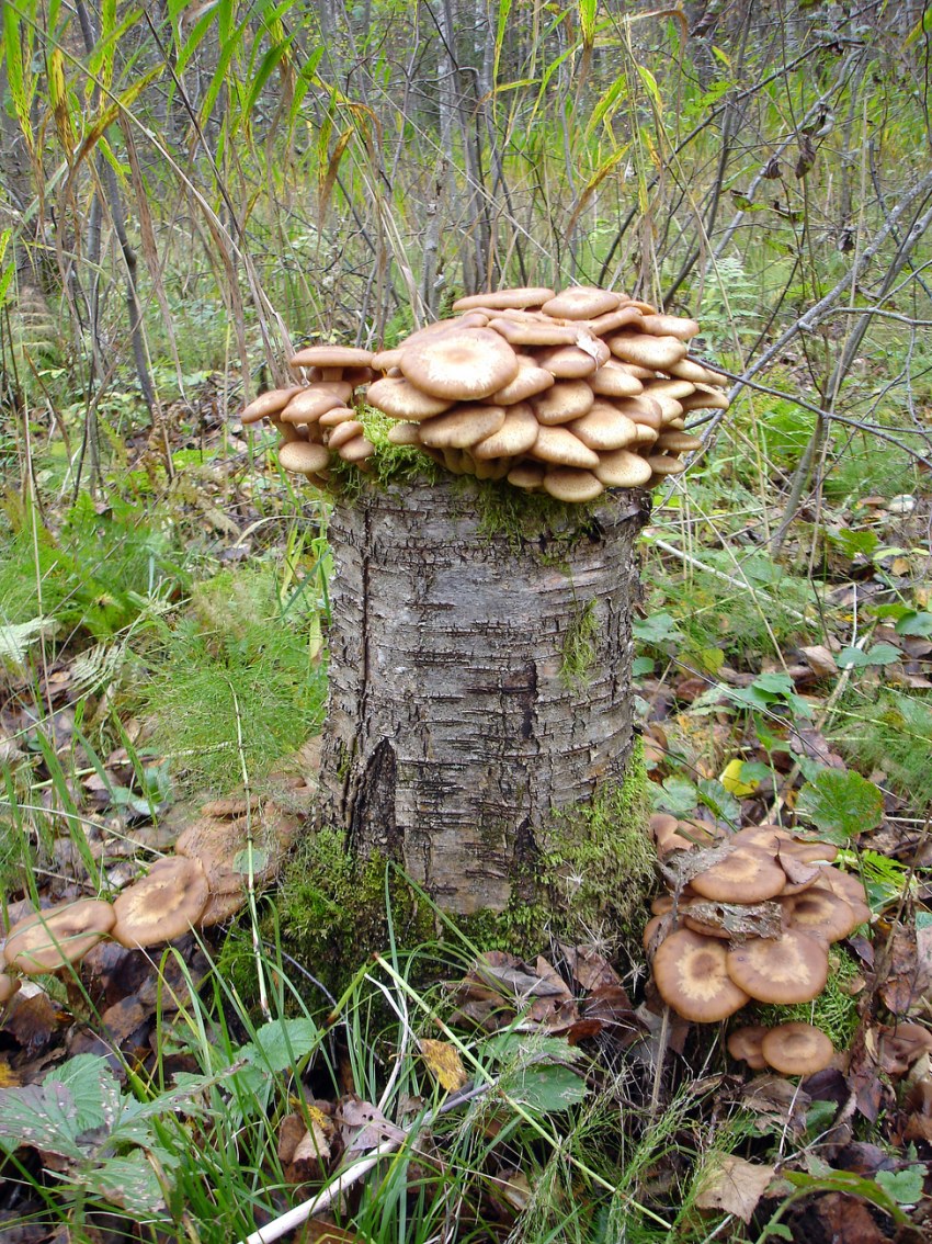 Тачка для картошки в огороде