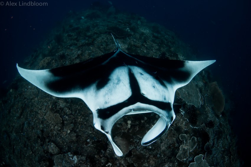 Скат Алеутский Манта