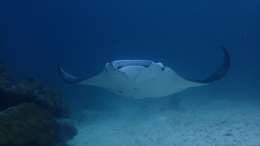 Пельмени Дамплинги