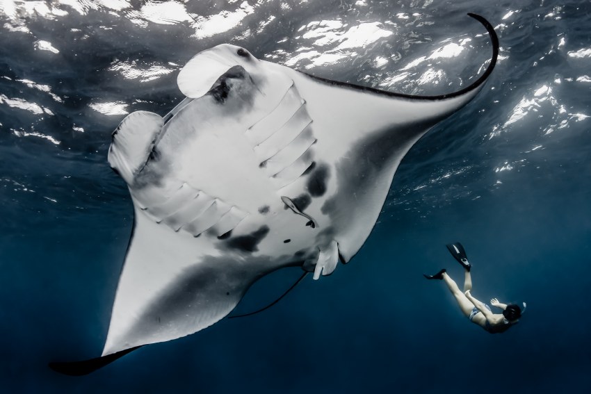 Океанский Скат Манта