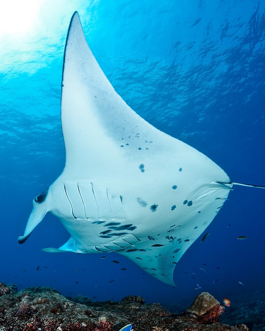 Скат Манта морской дьявол